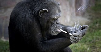 Şempanzeyi zorla sigaraya alıştırdılar