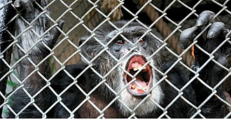 "Şempanzelerin insan hakları yoktur!.."