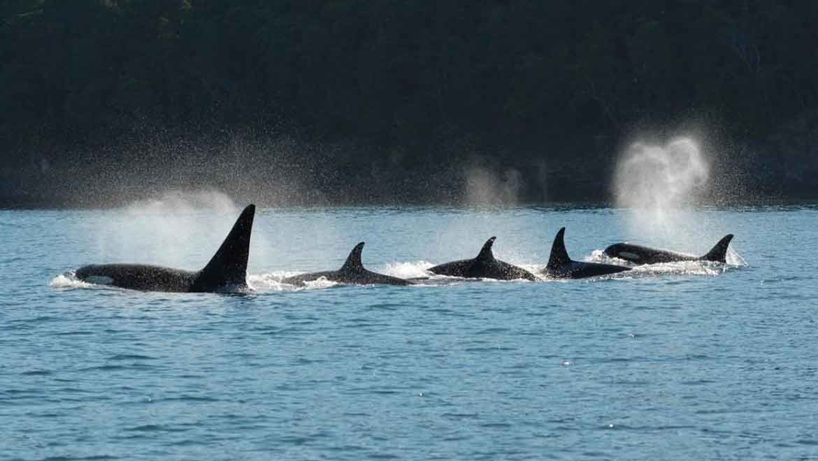 Katil balinalardan yeni av stratejisi