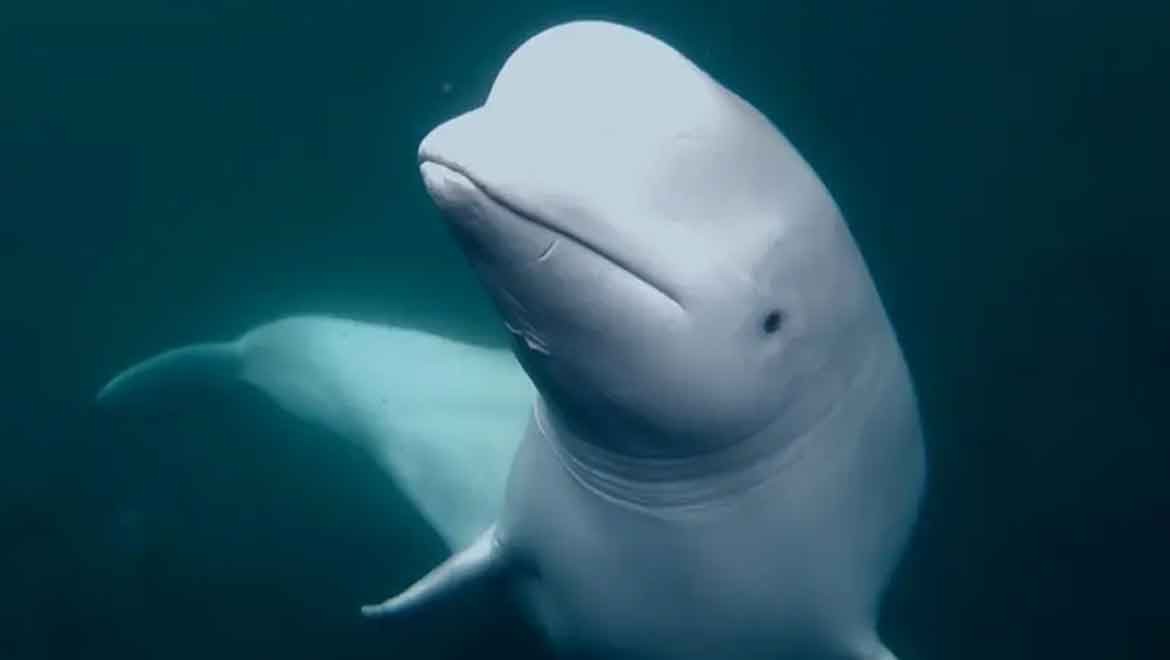 Casus balina Rus askeri üssünden kaçmış olabilir