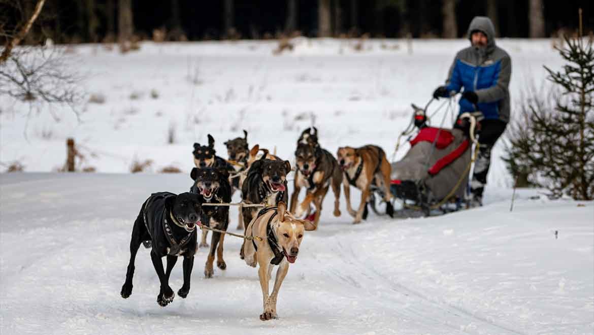 Slovakya'da köpekli kızak yarışı