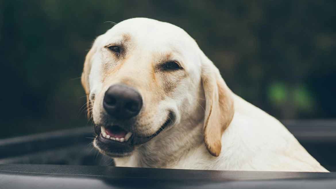 Müzelerde köpek bakıcılığı hizmeti