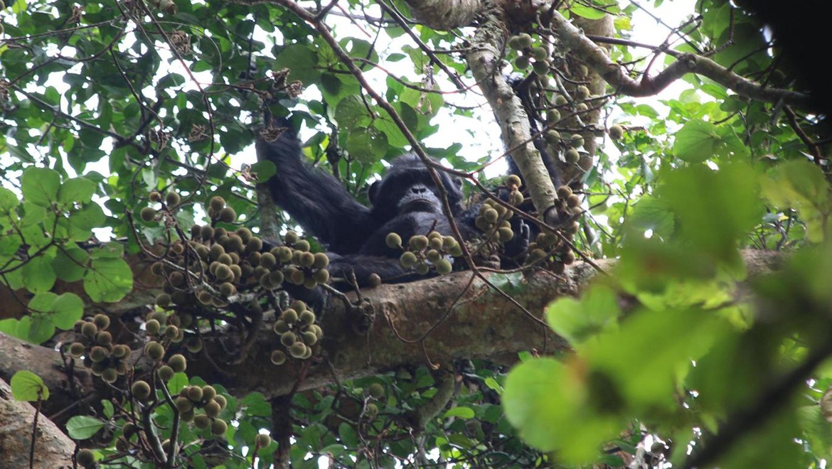 Yaban hayatındaki şempanzeler her gün "bir bira içiyor"