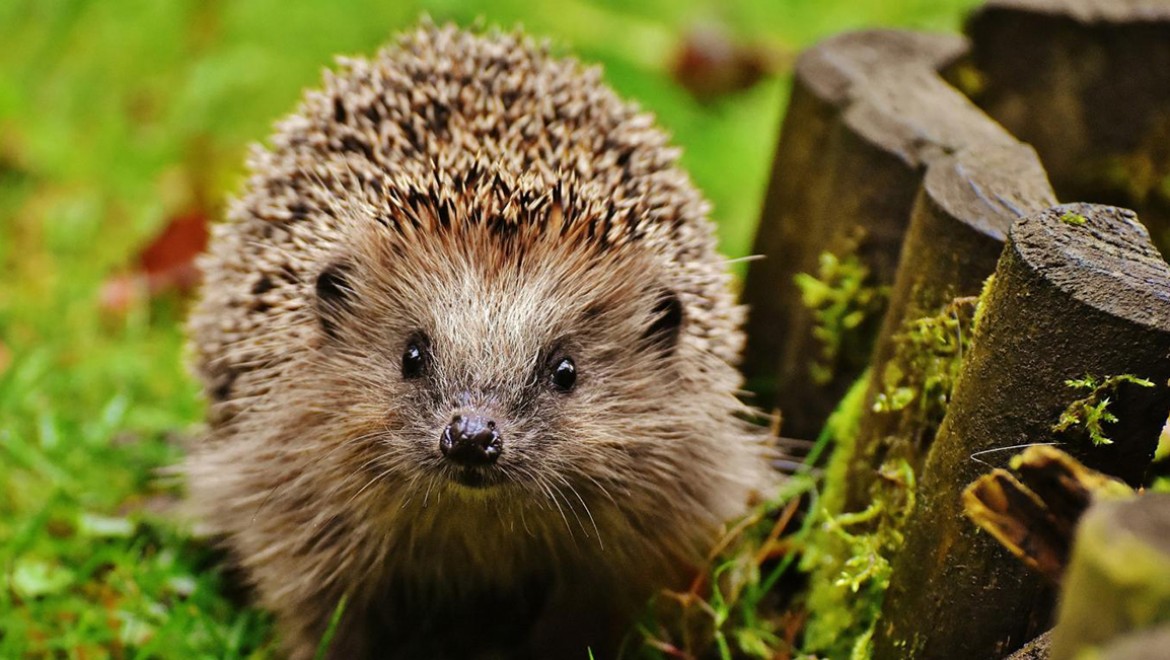 Kirpileri araba çarpmasından ultrason dalgaları kurtarabilir