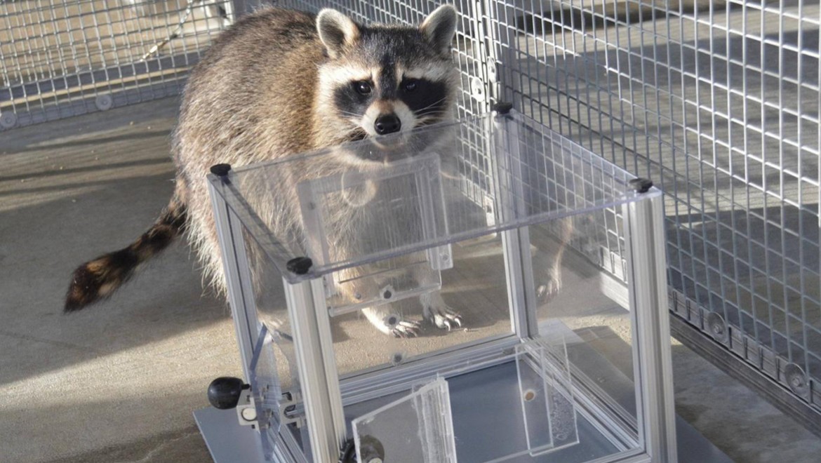 Rakunların sırf eğlence için bulmaca çözdüğü bulundu