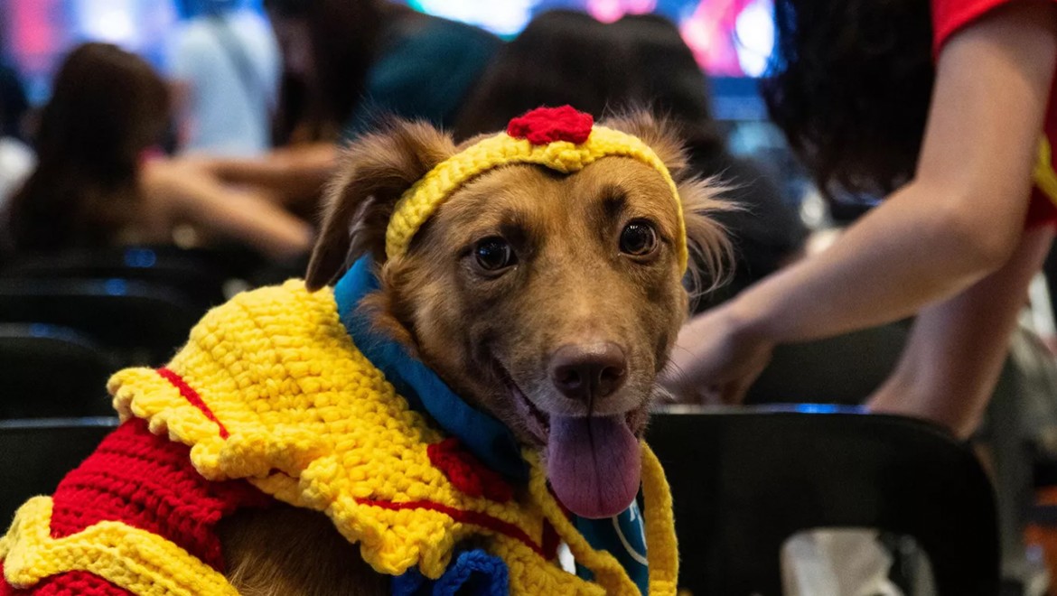 Bazı köpekler 'kulak misafiri' olarak yeni kelimeler öğrenebiliyor