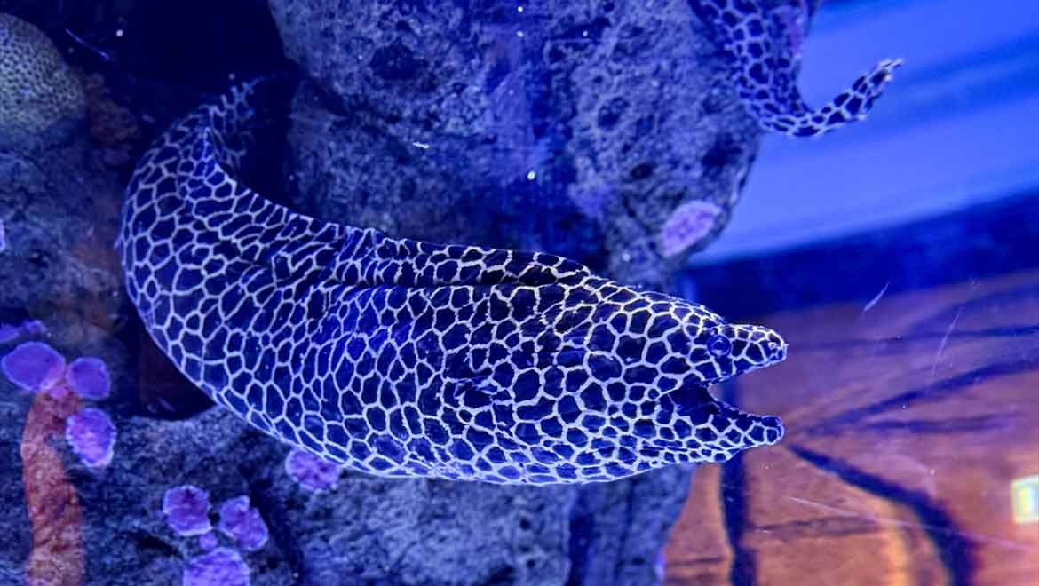 Dev akvaryum 30 bin deniz canlısına ev sahipliği yapıyor