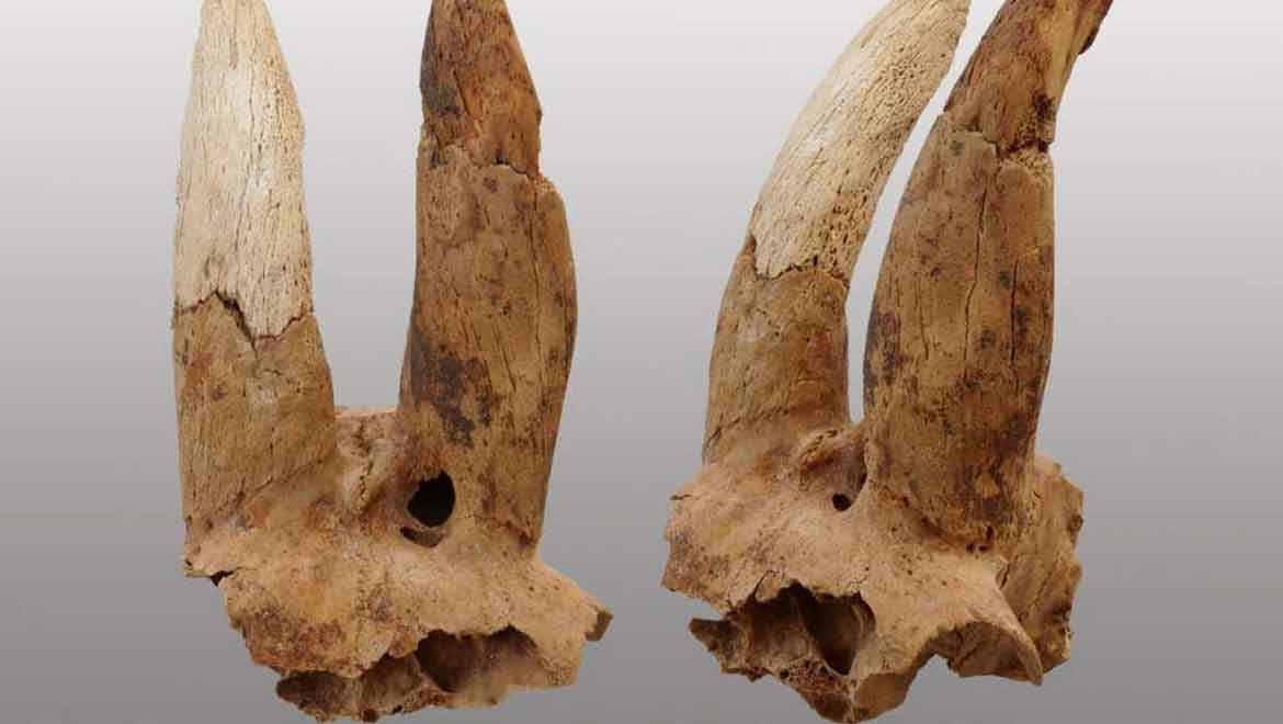 Tuhaf koyun boynuzları, arkeologları şaşkına çevirdi