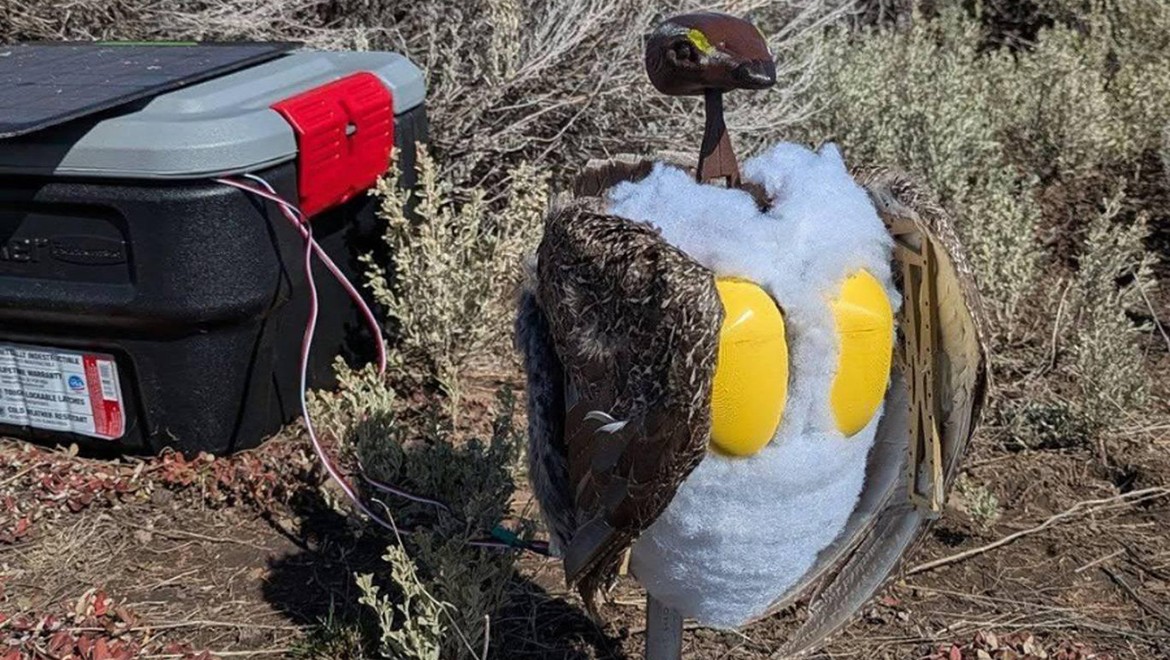 Ekosistemleri canlandırmak için robot kuşlara başvuruldu