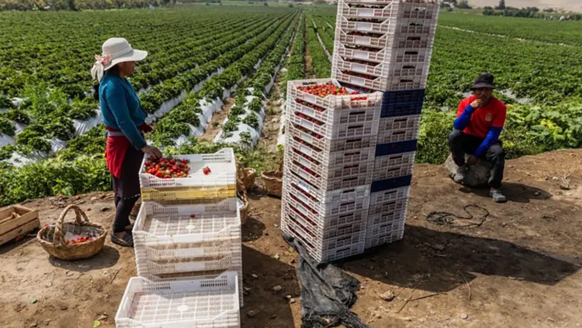 Çöl nasıl büyük bir tarım merkezine dönüştürülebildi?