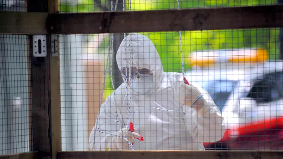 Hollanda'da karantina başladı: Kuş gribi tüm ülkeye yayıldı