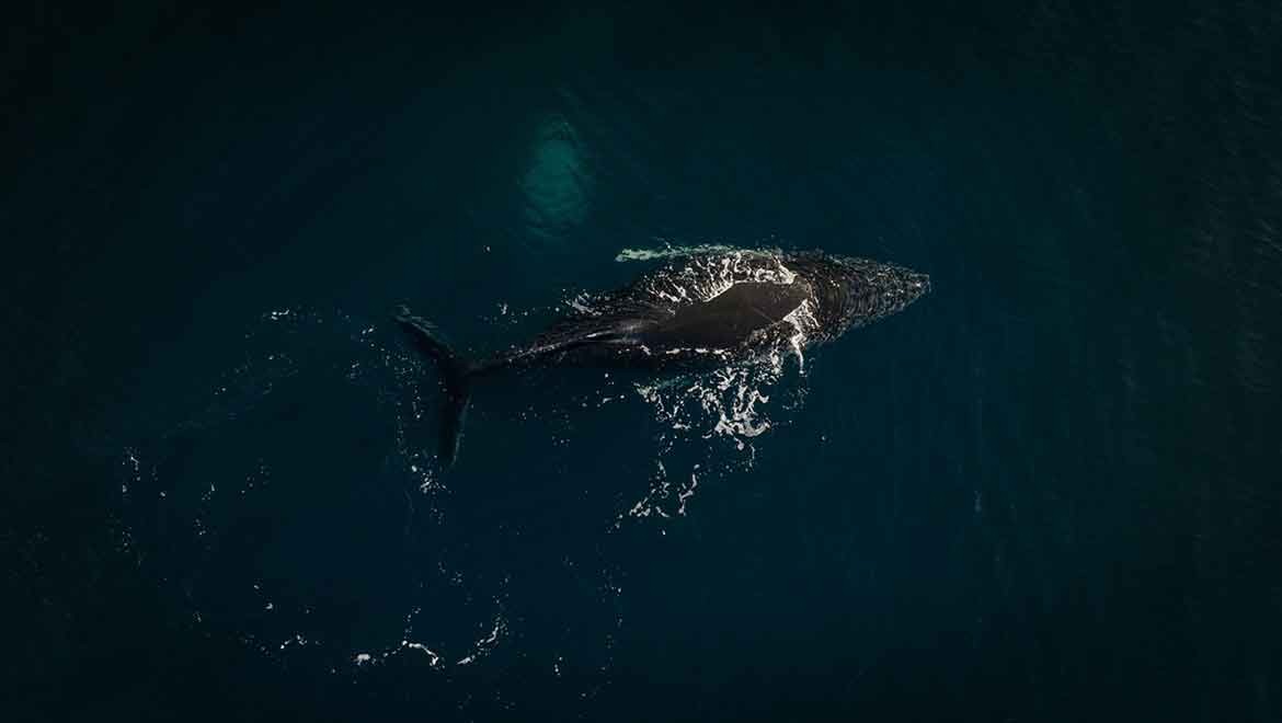 İnsan kaynaklı kirleticiler Antarktika'nın geleceğini etkiliyor