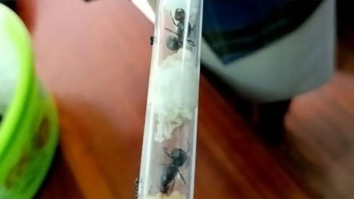 200 dolara karınca kaçakçılığı