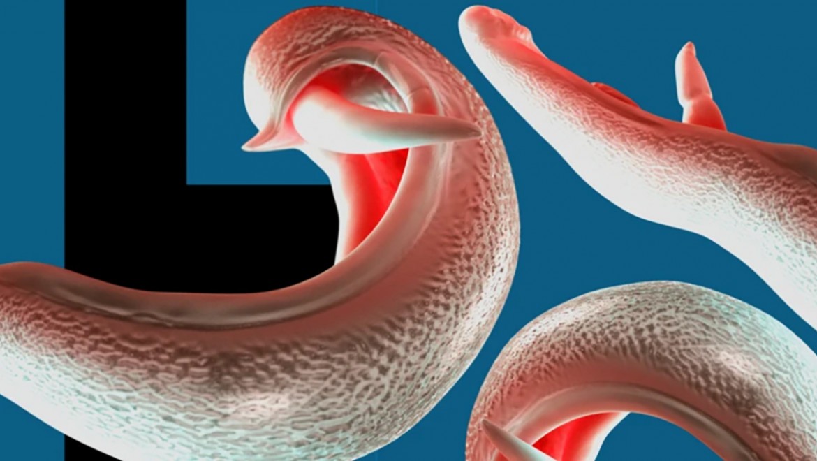 Cinsel organlara yerleşen parazit yeni ülkelere yayılabilir