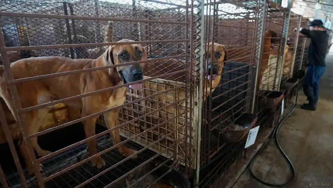 Güney Kore'de köpek eti yasağına geri sayım