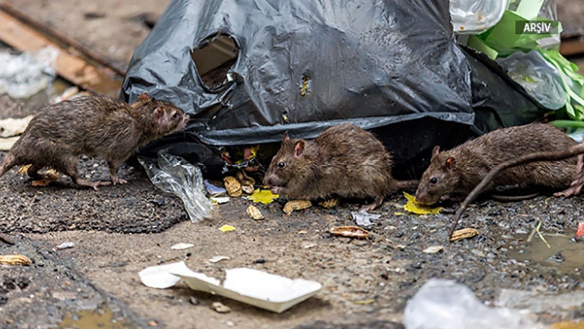 Küresel ısınma, şehirlerdeki fare sayısını artırıyor