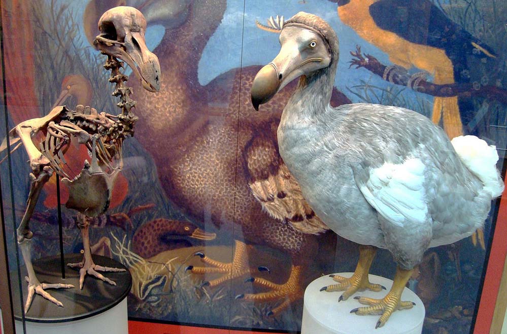 Oxford_Dodo_display