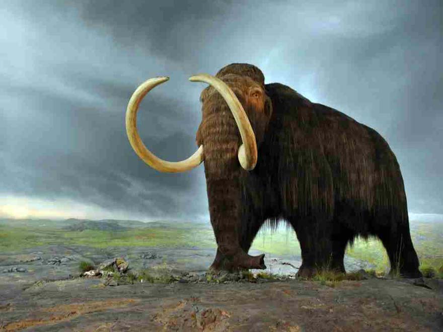 woolly_mammoth_web